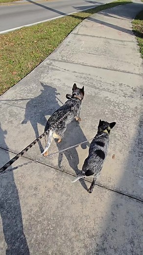 #blueheelerpuppy #ViralBeauty #training #trainingdog #purebred #boyeroaustraliano #cattledogs #k9 #blueheelerattitude #blueheeler #blueheelerpuppy #cattledogsoftiktok #heelersoftiktok #