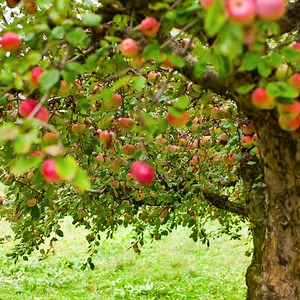 Planning Your Backyard Orchard in 2025 | Montana Happy