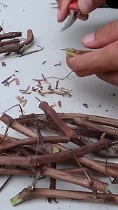 1.8M views · 10K reactions | #Oignon #Oignons #OignonRouge #OignonBlanc #OignonJaune #CultureOignon #Agriculture #Maraîchage #RécolteOignon #ChampOignon #Fermier | Agri Best | Facebook