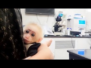 OMG...! The little monkey is sick! What should Dad do?