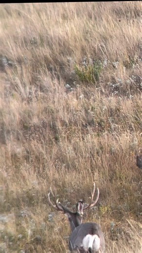 Weak back forks! Discount Code: TURCO to save on ‪@ollinco‬ digiscoping products!