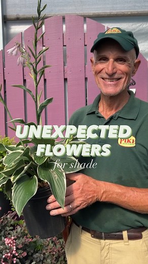2K views · 30 reactions | Blooms in the Shadows  Surprise, plant...