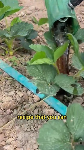 Practical rooting solution | Ramos Mark