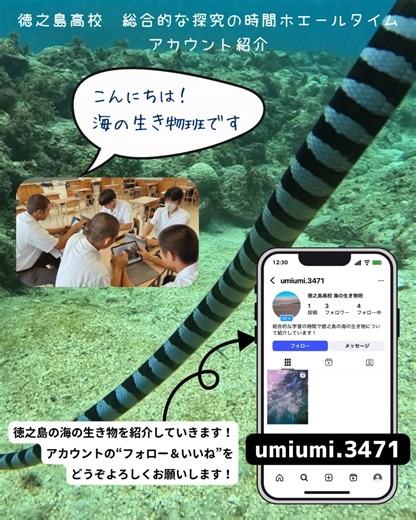 鹿児島県立徳之島高校 on Instagram: "２年生『総合的な探究の時間ホエールタイム』で，徳之島の自然について探究活動を行っている２つのラボが，Instagramのアカウントを開設しましたので紹介します♪ @umiumi.3471 @toku_noshimashizen122 どうぞよろしくお願いします！ #徳之島高校 #徳高ホエールタイム #総合的な探究の時間 #海の生き物 #徳之島の自然"