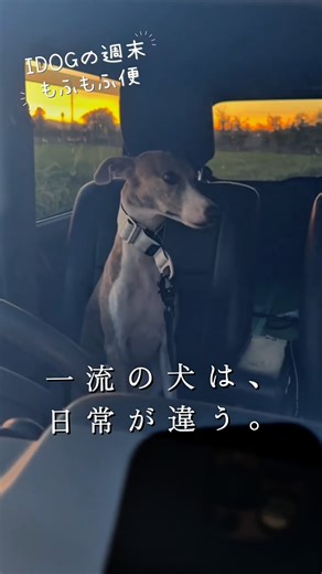 IDOG&ICAT公式／ペットグッズメーカー on Instagram: "📮週末もふもふ便 vol.14 IDOG&ICATから「週末もふもふ便」お届けします🐾 今週はシルバの“一流の日常”。 朝は幼き子を見送り、 昼は意外と小心者な一面も。 でも散歩を求めるときは、 決して諦めずに吠え続ける。 夜は社長の部屋で眠りにつく。 一流の犬は、日常を守り抜く。 #週末もふもふ便 #IDOGICAT #シルバの日常 #シルバ #一流の犬は日常が違う #イタグレ #社犬のお仕事 ★IDOG&ICAT（アイドッグ アンド アイキャット） FOR A HAPPY LIFE WITH OUR PARTNERS! ペットとオーナー様のより幸せな生活のために… 愛犬への深い愛情と機能性を融合したドッグウェア・ペット用品ブランドです。 オシャレなペットアパレル、健康をサポートするウェルネスウェア、 フィット性を追求したハーネスなどが人気。 生地選定からパターンまで、こだわり抜いた「ものづくり」の精神が宿る商品をお届けします。 IDOG＆ICAT｜株式会社ゼフィール（富山） ドッグウェア・犬用ハーネス・