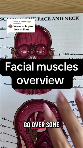 Facial Muscles Overview and Functions Explained