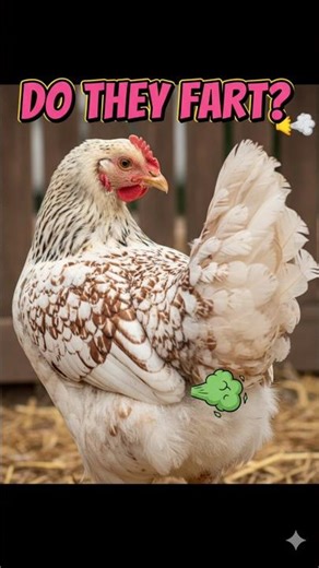 Chicken Farts | Do Chickens Actually Fart? 🐔💨
