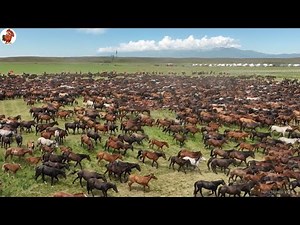 ƯỚC GÌ Việt Nam Có Nhiều Ngựa Hoang Như Mỹ - Cách Cao Bồi Bắt và Thuần Phục Ngựa Hoang