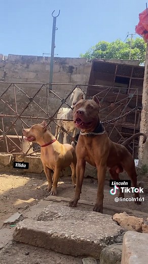 Lincoln vs tilda ❤️