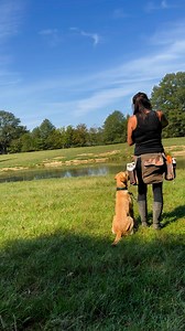 My pretty boy, Rocket. He is such a good puppy! Working on steady around water with launcher and delivery to hand. It’s all very exciting to him and I don’t want to loose too much of that so just guiding him to make the right choices on his own right now 💛🤩 #gundog #yellowlab #blacklabrador #dogtraining #labrador #gundogoftheday #labradorretriever #hunttest #Americanlabs #blacklabsquad #britishlabs #blacklabsofinsta #yellowlabs #yellowLabPuppy #puppies #poweredbyinukshuk #americanlabs #tactipu