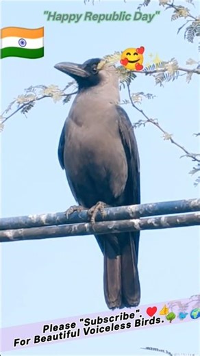 Free Birds 🐦🐦‍⬛🥰🌍| Crow Sounds 🐦‍⬛🥰✨| Crow Sounds For Food 🐦‍⬛🥪| Crow Feeding 🐦‍⬛🫓| Feeding Crow |