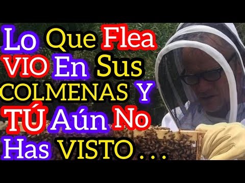 Lo que Flea Descubrió en su Colmenar que MUCHOS Apicultores No VEN....