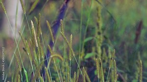 Relaxing Natural Yellow Foxtail Grass Sways Gently in Early Morning Summer Breeze, close up telephoto