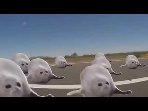 The chubby seal meme