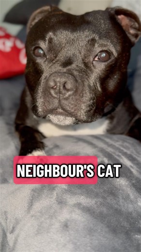 When your dog barks at shadows like a SWAT team… but