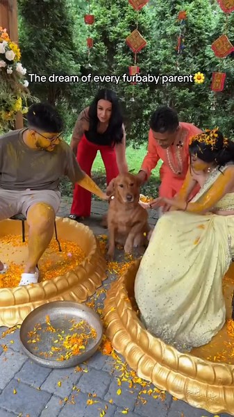 Golden Retriever Making Wedding Less Anxious