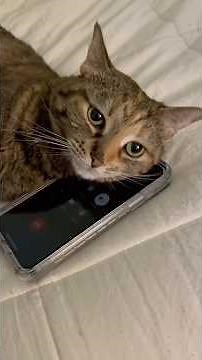 Cats on Webcam & TV | The Funniest Conversations Ever