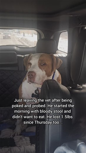 Erin Tallering-Hellberg on Instagram: "Today's vet visit was not how I planned on spending my morning. He was lethargic and dehydrated so they gave him subq fluids. He looked like a funky camel for a while. His blood glucose was down to 49 sub they gave him glucose and he got an anti nausea shot and an anti diarrhea shot as well. We brought home metronidazole and an appetite stimulant, mirtazipine, to use if we need them. And, there were no fluids in his belly. He's sleeping now but he did eat h