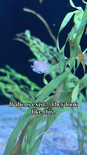 If you think this looks like an alien, you’re not alone, cuttlefish are often called the “aliens of the ocean” because of their otherworldly intelligence and their ability to instantly change color, pattern, and texture. Using specialized pigment cells called chromatophores, they can communicate, camouflage, hunt, and disappear in seconds. They’re not fish at all, but highly advanced cephalopods related to squid and octopus, with complex brains and some of the fastest visual processing in the ma