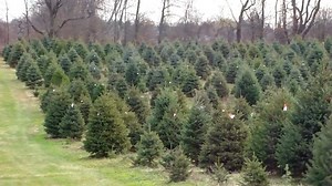 Christmas Tree Farm Business Offers Big Benefit to Owners
