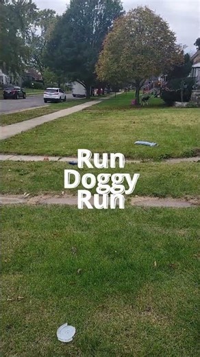 Husky Getting Its Run In! 🏃‍♂️❄️ #shorts