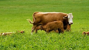 Cow, Beef, Milk Cow. Free Stock Video