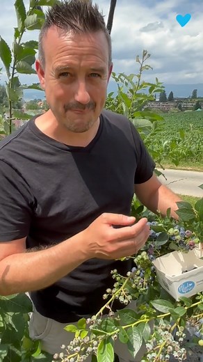 So geht Heidelbeeren pflücken! 😀 Ab sofort gibt es verschiedenste Beeren im Selbstpflückgarten zum selber ernten! Bis bald im Pflück dis Glück! | Pflück dis Glück