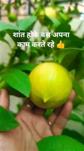 गमले में लगाइए ऑर्गेनिक नींबू Lemon harvesting🍋#shortsvideo #ytshorts #viral #gardeningwithneelam 🍋🌿