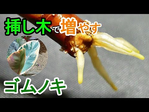 ゴムノキの挿し木 水挿しで