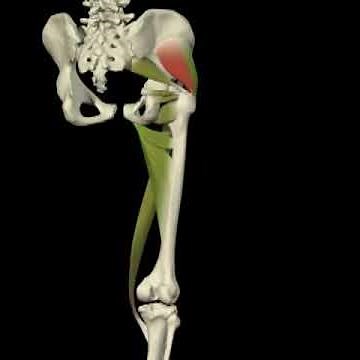 Rotación externa - rotación interna cadera. Análisis de movimientos. Agonistas y antagonistas.