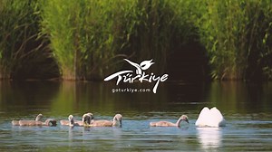 Happy days of spring to all! Today is the day when the celebrations of spring begin and the dance of life continues with all its colours! To find out about all springtime activities Türkiye has to offer, visit: goturkiye.com/spring | Go Türkiye