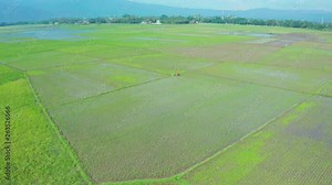 Central Java, Indonesia - April 16, 2019: Aerial view of green rice field and farmer from a drone flying forwards. Shot in 4k resolution