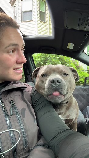 Staffordshire Bull Terrier: Why Was Someone So Mean?