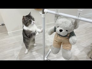 大好きなぬいぐるみを洗って干したら猫がこうなっちゃいました…