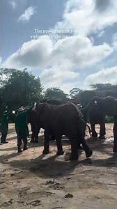 First Look: Kerrio, Latika, and Kamili Graduate to Umani Springs | Sheldrick Wildlife Trust