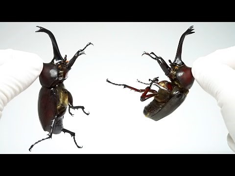カブトムシのオス同士を交尾させるとこうなる