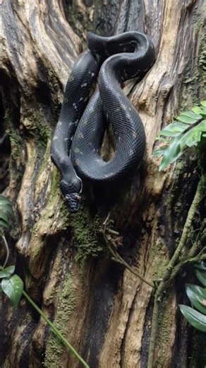 #snake #reptiles #nature #wildlife #vuralvideo #python