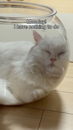 957K views · 25K reactions | I have nothing to do! #cat #funnycat #cutecat | Ringodanyan | Facebook