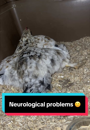 How I Cured My Chicken's Neurological Problems