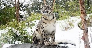 Species extinctions accelerating, study warns