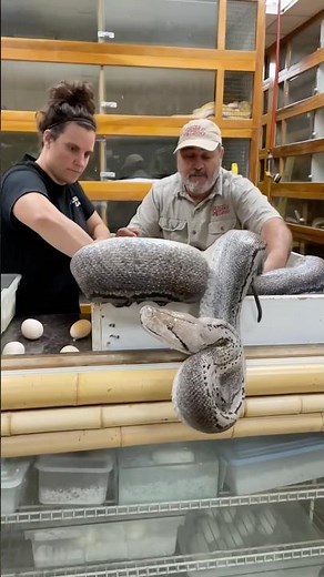 Watch out! Even the most calmed Reticulated Pythons can be unpredictable. 🐍 🥚