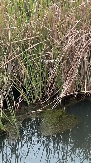 9.2K views · 641 reactions | Thank you for saving this dog..  #dog #dogrescue #animalrescue #doglife #puppy #dogs #dogsofinstagram #storytime #foryou #viral | Saving Shelter Dogs from Euthanasia | Facebook