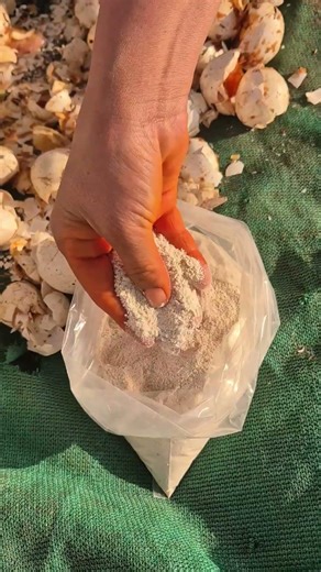 Zero investment calcium powder for plants // పైసా ఖర్చు లేకుండా. మొక్కలకు ఎరువు