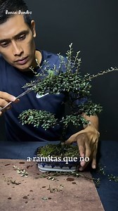 33K views · 1.6K reactions | COTONEASTER, pinzado de mantenimiento  #bonsai #arte #plants | Bonsai DomArs | Facebook