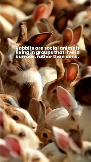 Why Rabbit Burrow? 🐇 Rabbit Dig Hole 🐰 Why rabbit digging? #oneminuteknowledge