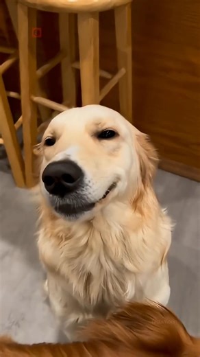 Golden Retriever Secrets 🐶