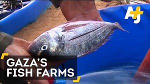 771K views · 5.5K reactions | "The Israeli occupation is not allowing fishermen to enter the sea and go fishing." Farming fish is a temporary solution for blockaded Gazans. | AJ+ | Facebook