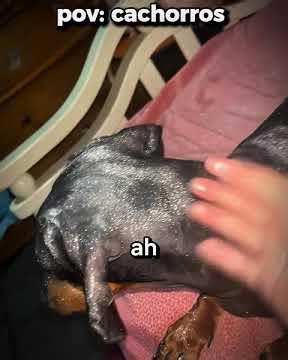 o scooby doo tá diferente kkkk l #humor #engraçado #cachorro #shorts