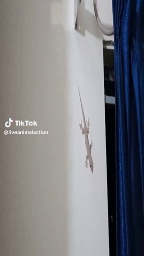 funny wild animal lizard running on the wall and calling :- lizard, funny lizard calling.🦎 #liveanimalaction #lizard #funnylizard #wildanimallizard #lizardsound #lizardcalling #lizards #lizardrunning #wildanimals #animals #petandanimals #animalfunnyvideo #lizardlover #lizardoftheday #viralvideo #lizardviralvideo #lizardoftiktok