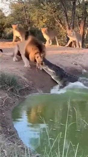 Crocodile vs Tiger Fight in Amazon forest 🤯 part 60 #crocodile #tiger #crocodileattack #amazonforest